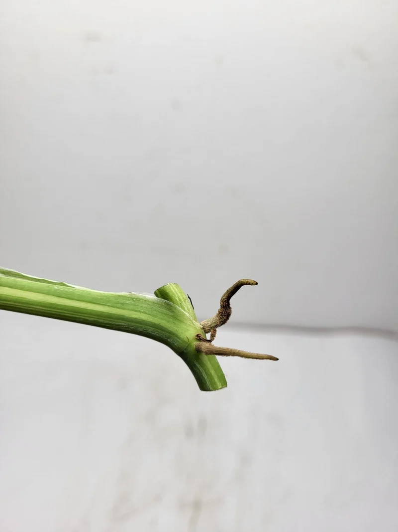 Monstera Adansonii Variegata Steckling