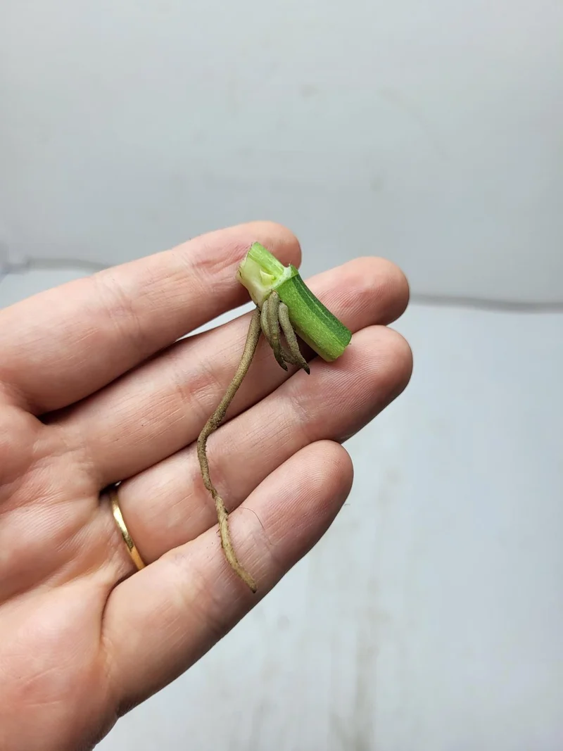 Monstera Adansonii Variegata Steckling