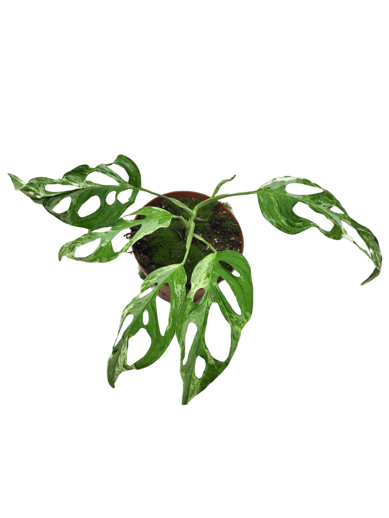 Monstera Adansonii Indonesian Marble