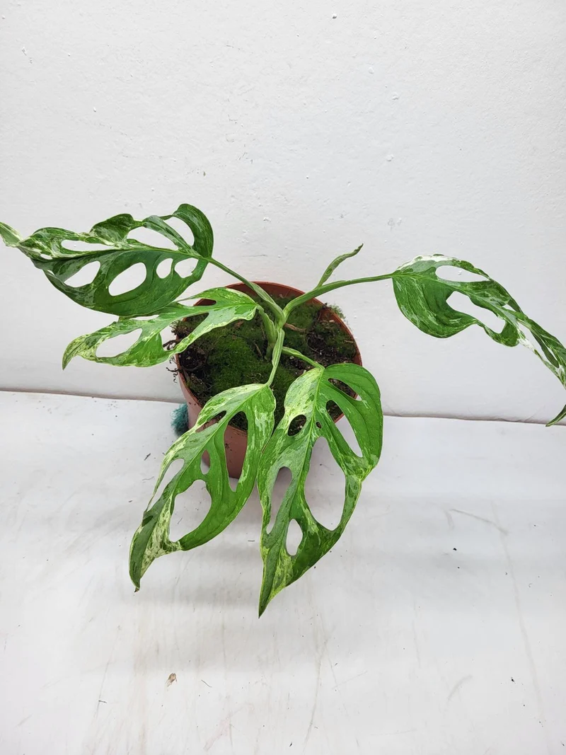 Monstera Adansonii Indonesian Marble