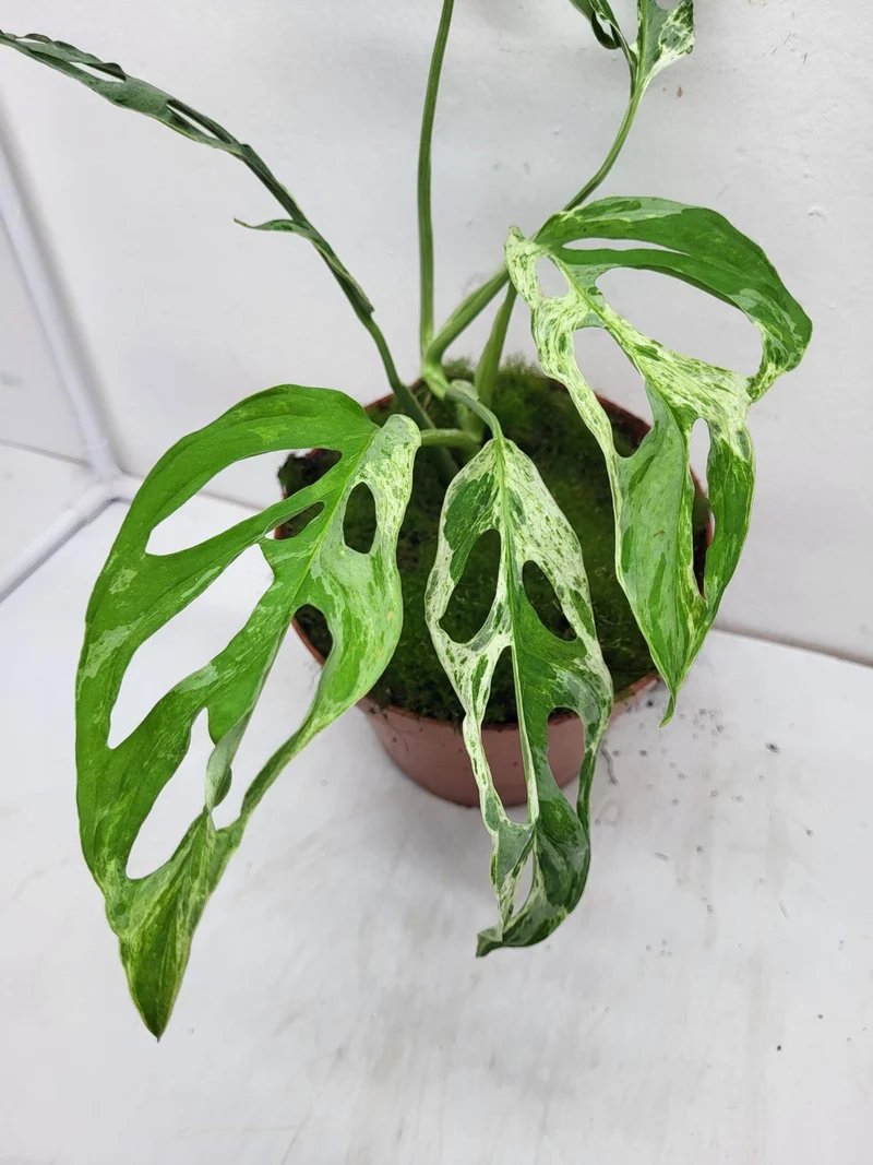 Monstera Adansonii Indonesian Marble