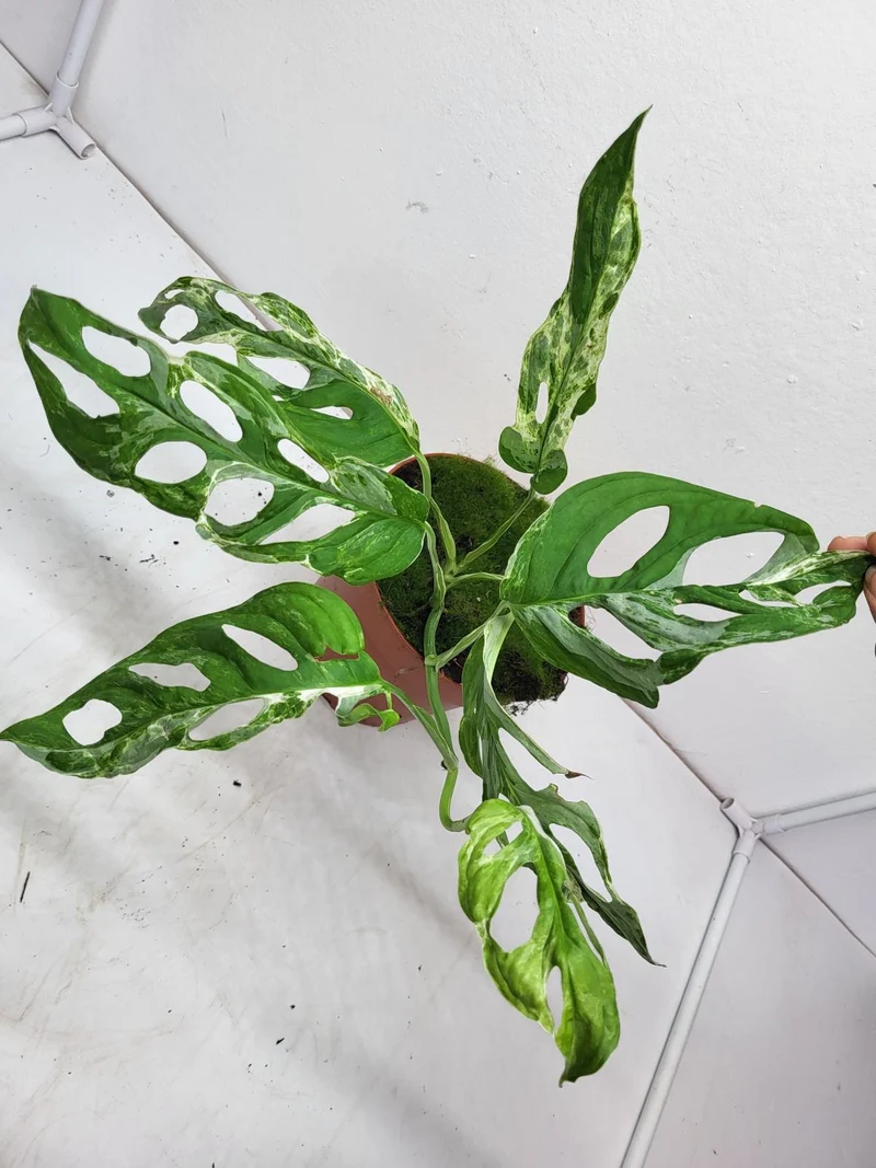 Monstera Adansonii Indonesian Marble