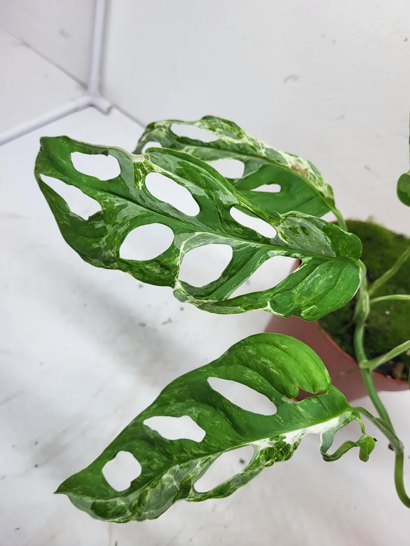 Monstera Adansonii Indonesian Marble