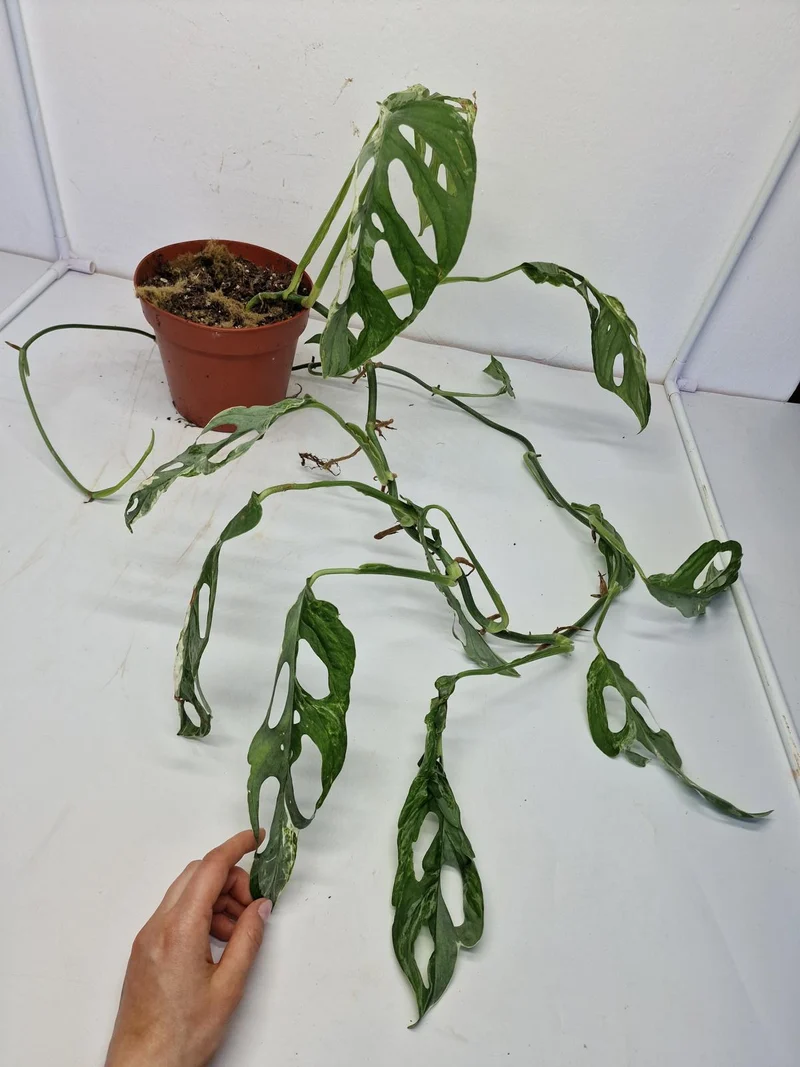 Monstera Adansonii Indonesian Marble