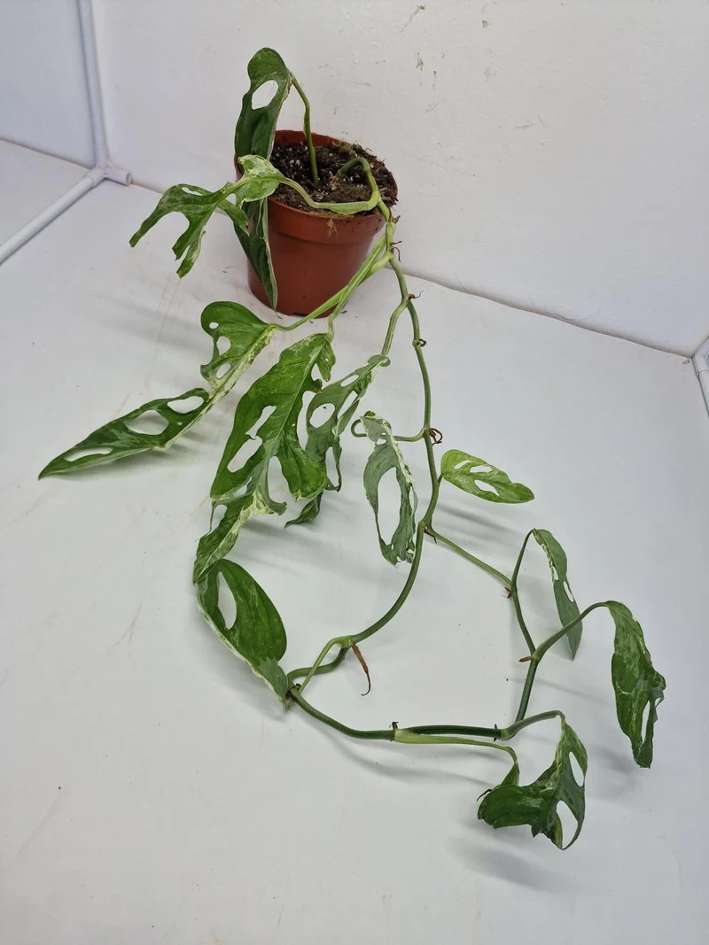 Monstera Adansonii Indonesian Marble