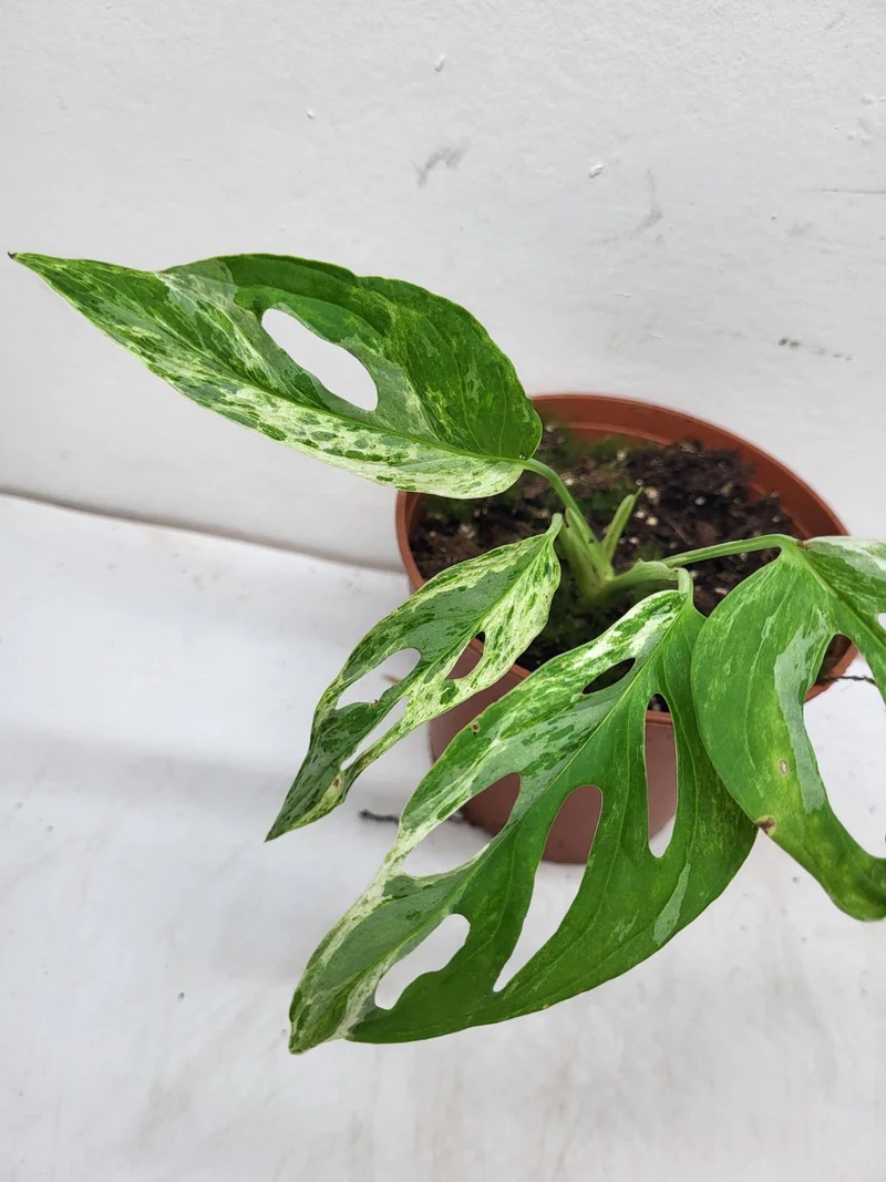 Monstera Adansonii Indonesian Marble