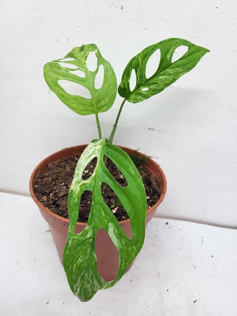 Monstera Adansonii Indonesian Marble