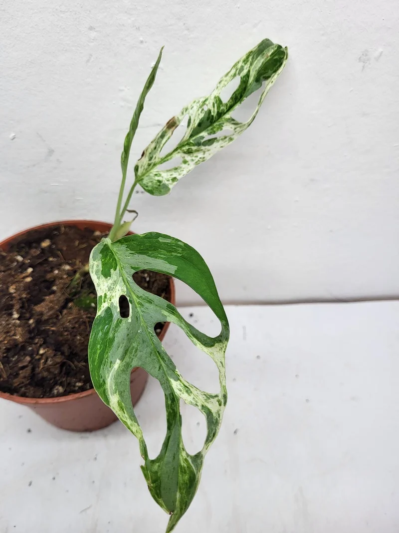 Monstera Adansonii Indonesian Marble