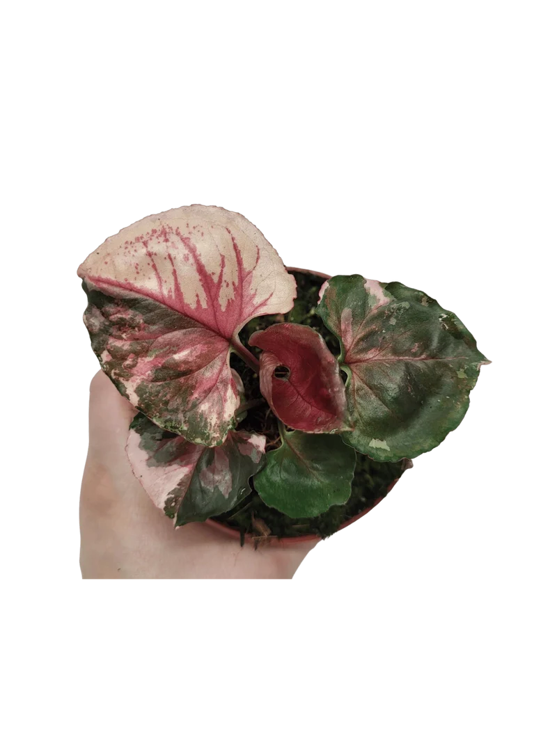 Syngonium Strawberry Ice Galaxy