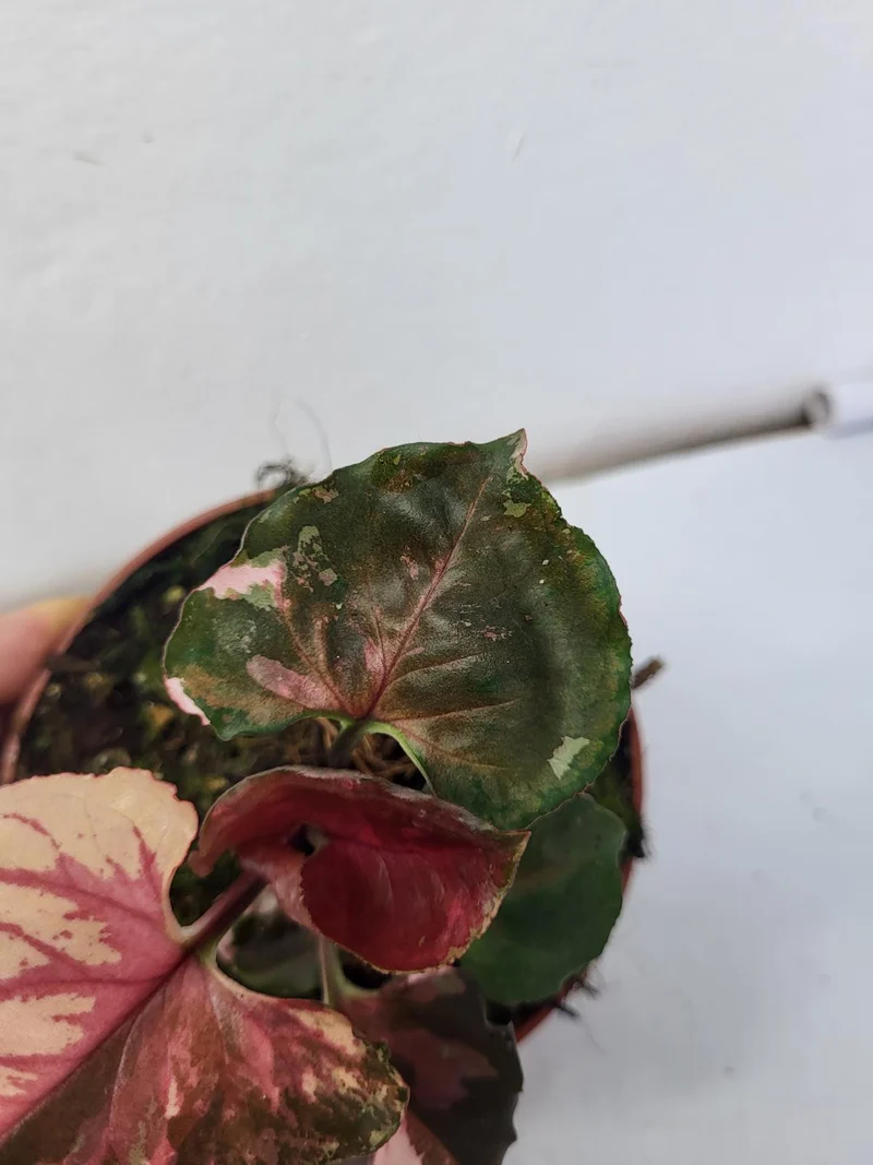 Syngonium Strawberry Ice Galaxy