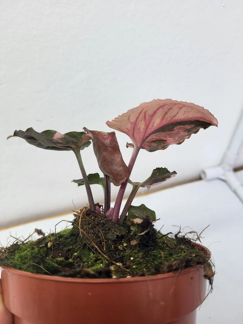 Syngonium Strawberry Ice Galaxy