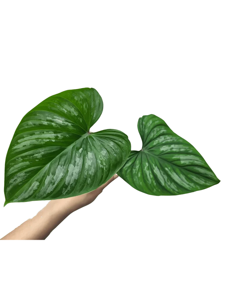 Philodendron Mamei Steckling