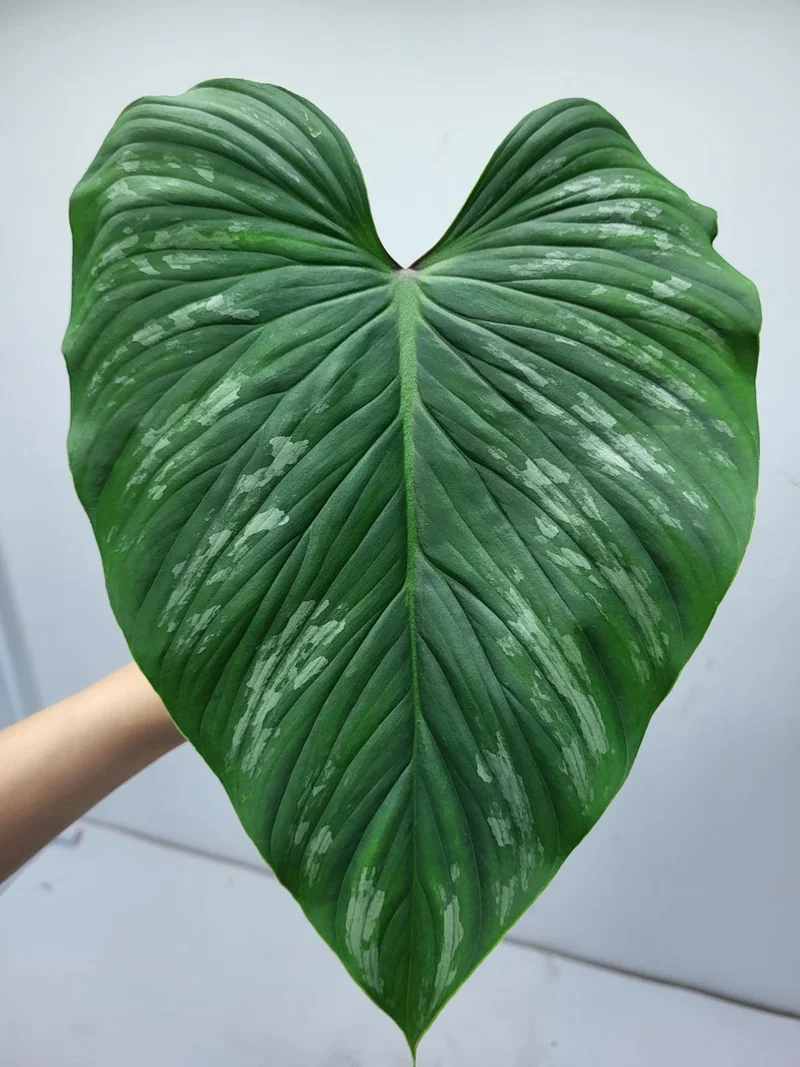 Philodendron Mamei Steckling