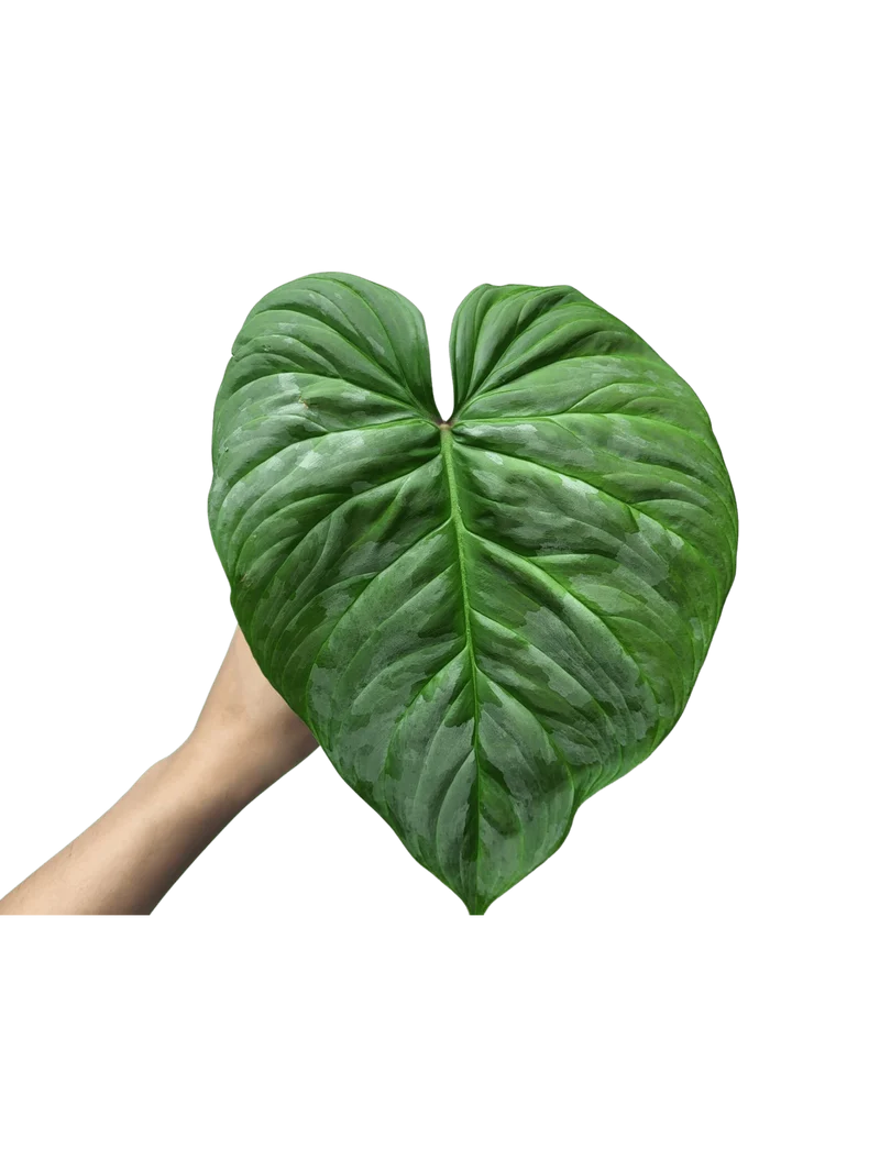 Philodendron Majestic Steckling