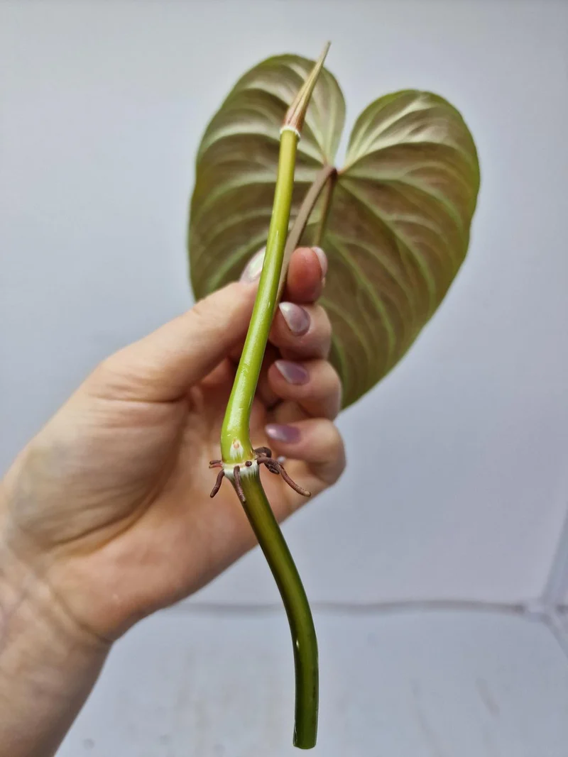 Philodendron Majestic Steckling