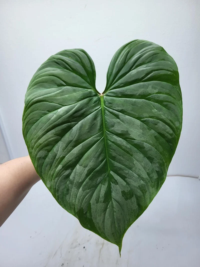Philodendron Majestic Steckling