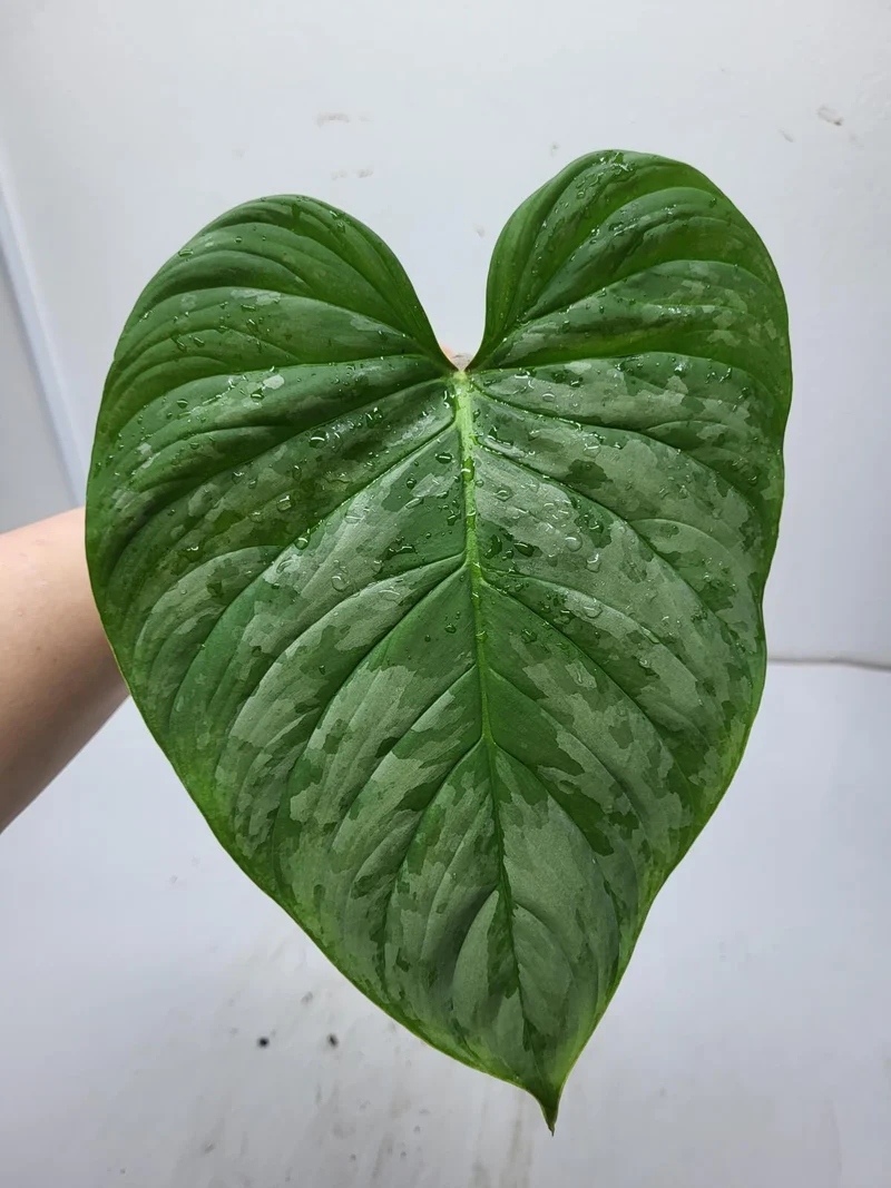 Philodendron Majestic Steckling