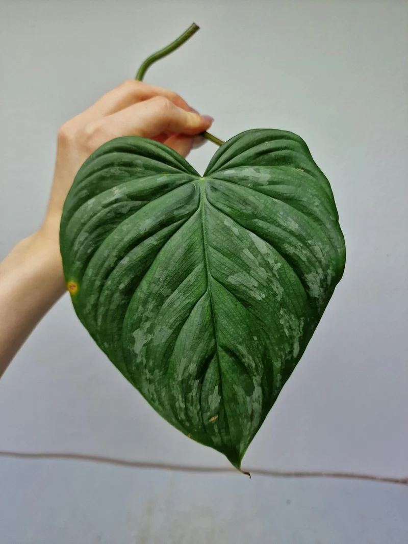 Philodendron Majestic Steckling