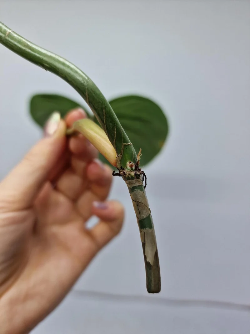 Philodendron Majestic Steckling