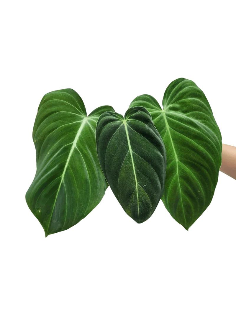 Philodendron Mix