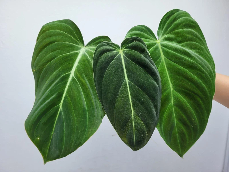 Philodendron Mix
