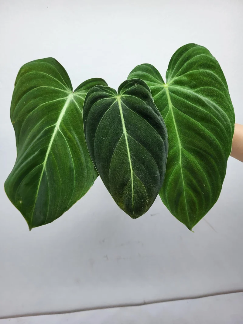 Philodendron Mix