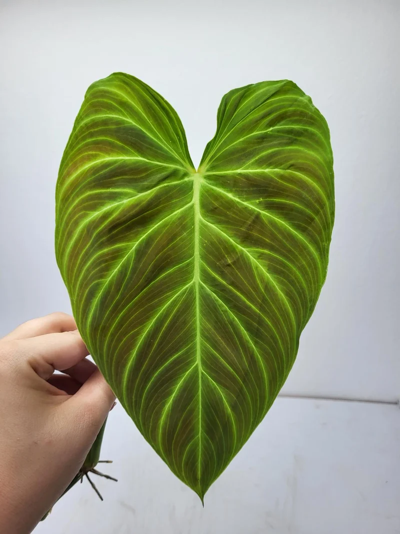 Philodendron Mix