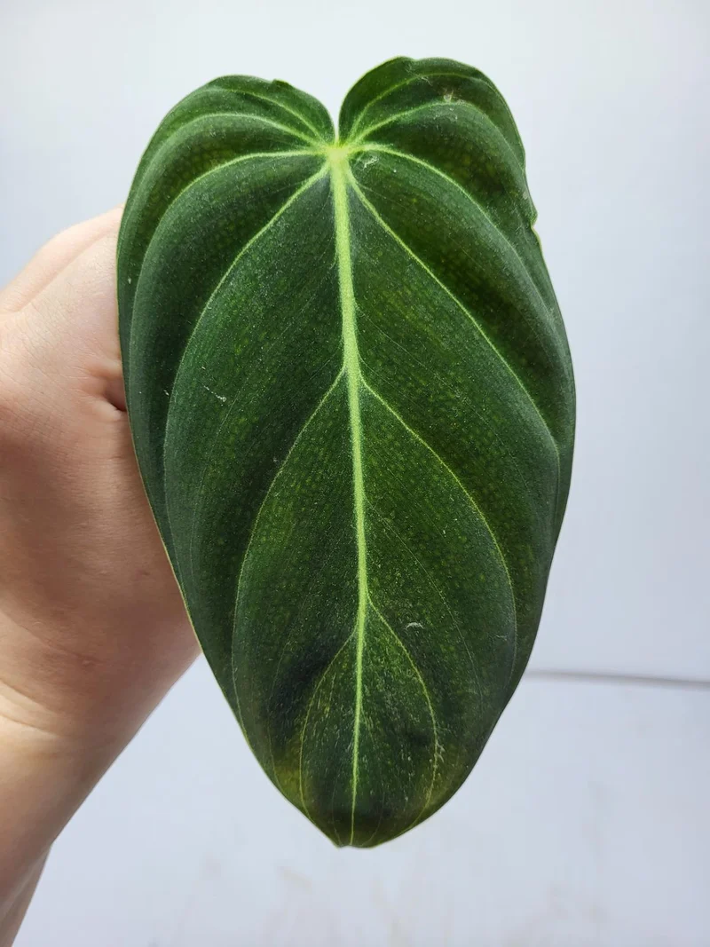 Philodendron Mix
