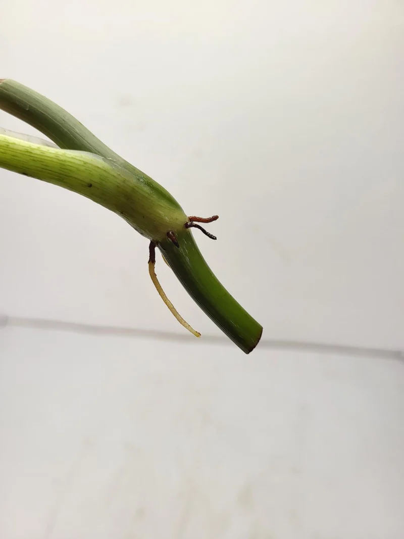 Philodendron Mix