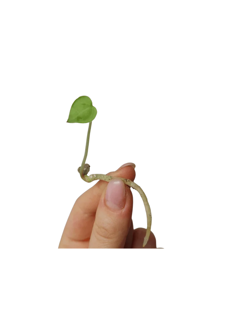 Anthurium Clarinervium Seedling