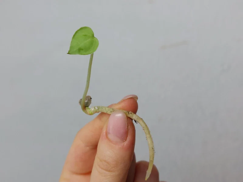 Anthurium Clarinervium Seedling