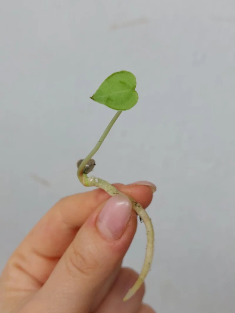 Anthurium Clarinervium Seedling