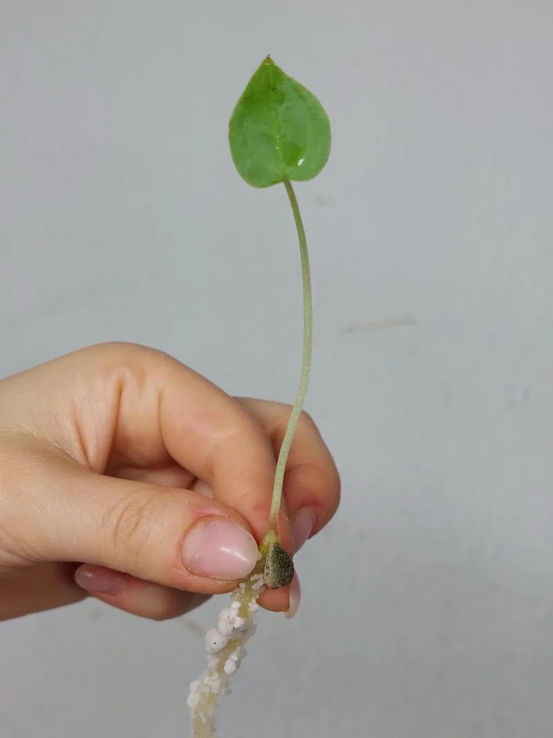 Anthurium Clarinervium Seedling