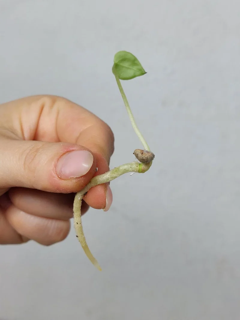 Anthurium Clarinervium Seedling