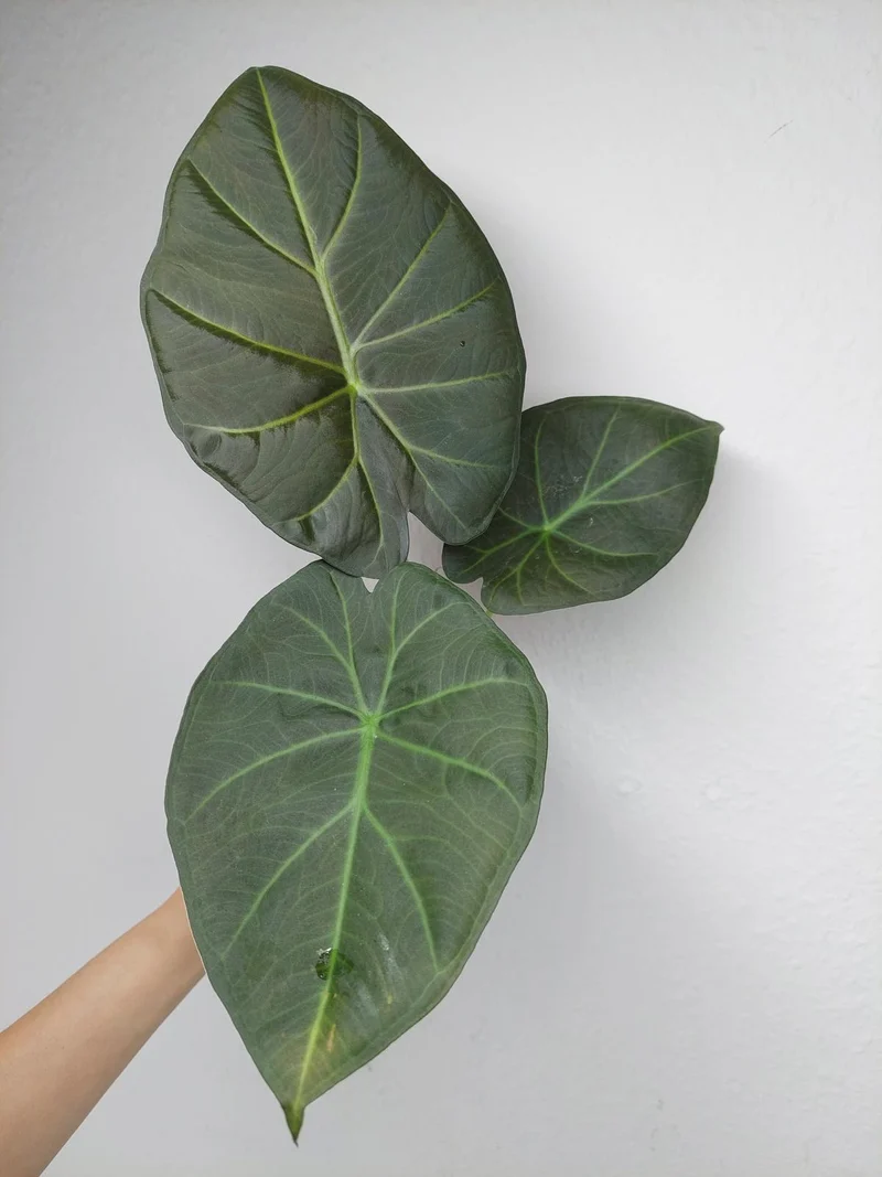 Alocasia Regal Shield (Rhizom / Bulbe)