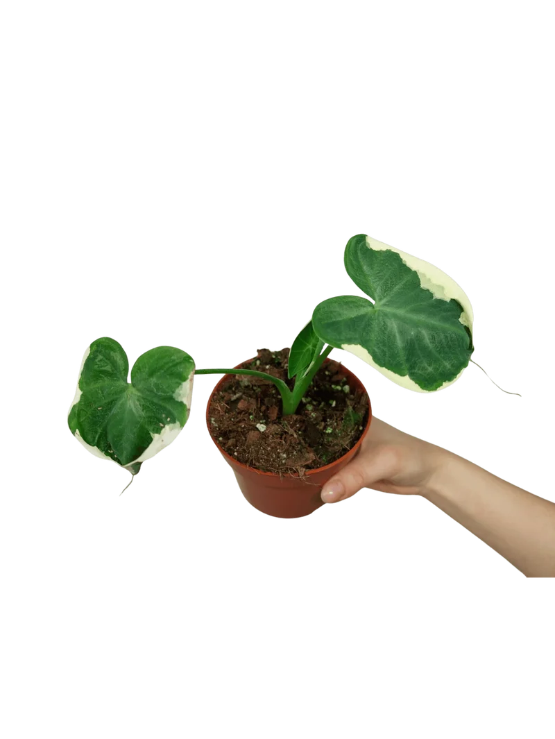 Alocasia Mickey Mouse / Xanthosoma Variegata