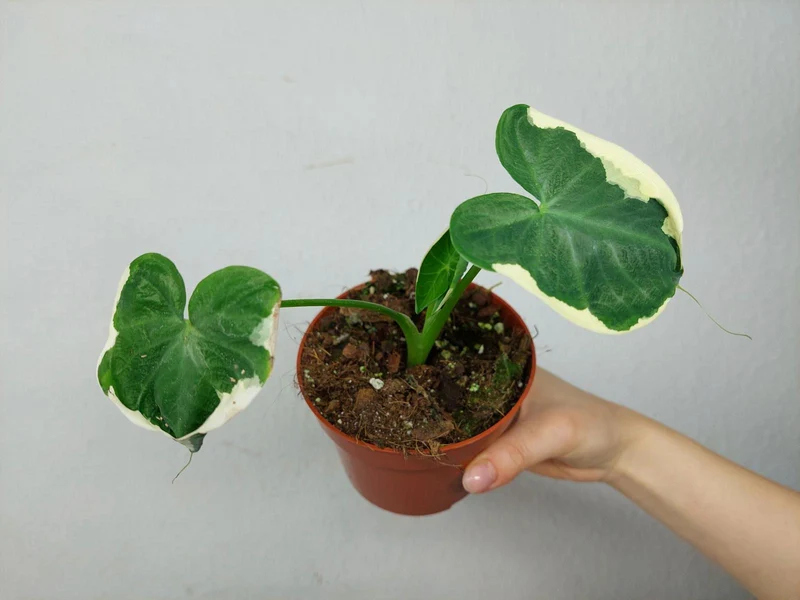 Alocasia Mickey Mouse / Xanthosoma Variegata