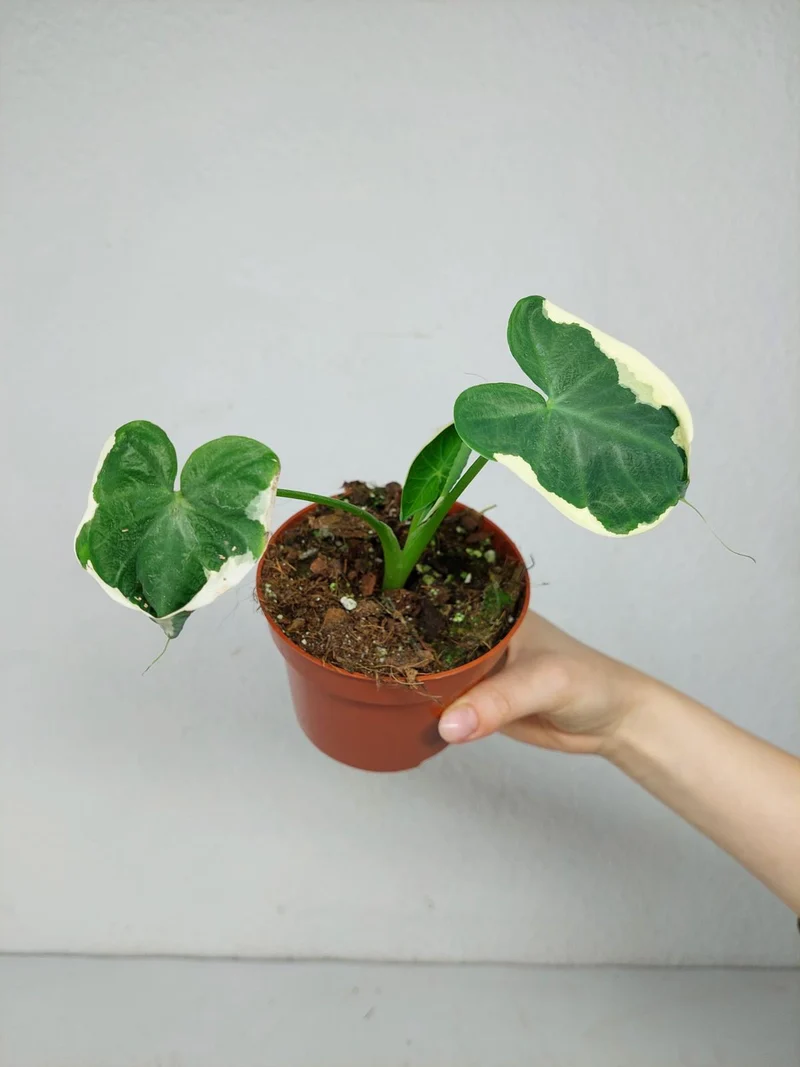 Alocasia Mickey Mouse / Xanthosoma Variegata