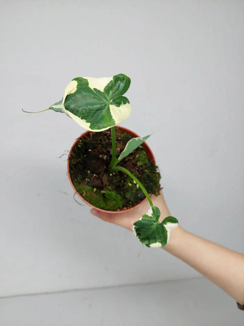 Alocasia Mickey Mouse / Xanthosoma Variegata