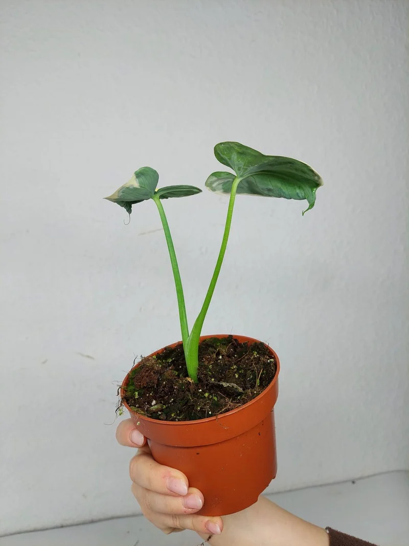 Alocasia Mickey Mouse / Xanthosoma Variegata