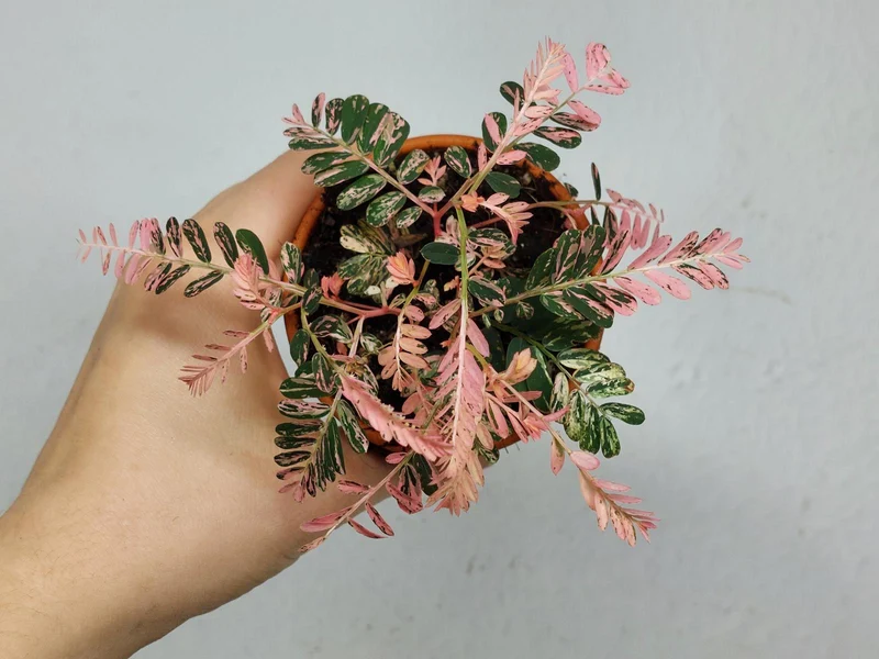 Phyllanthus Urinaria Pink Variegata buschig