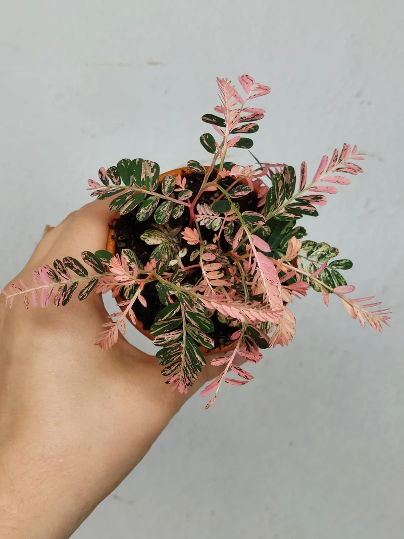 Phyllanthus Urinaria Pink Variegata buschig