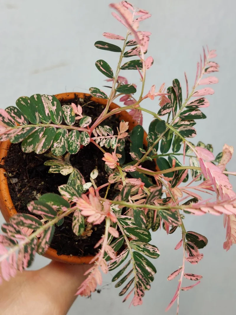 Phyllanthus Urinaria Pink Variegata buschig