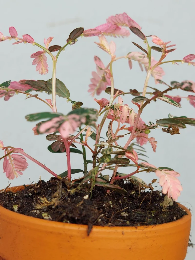 Phyllanthus Urinaria Pink Variegata buschig