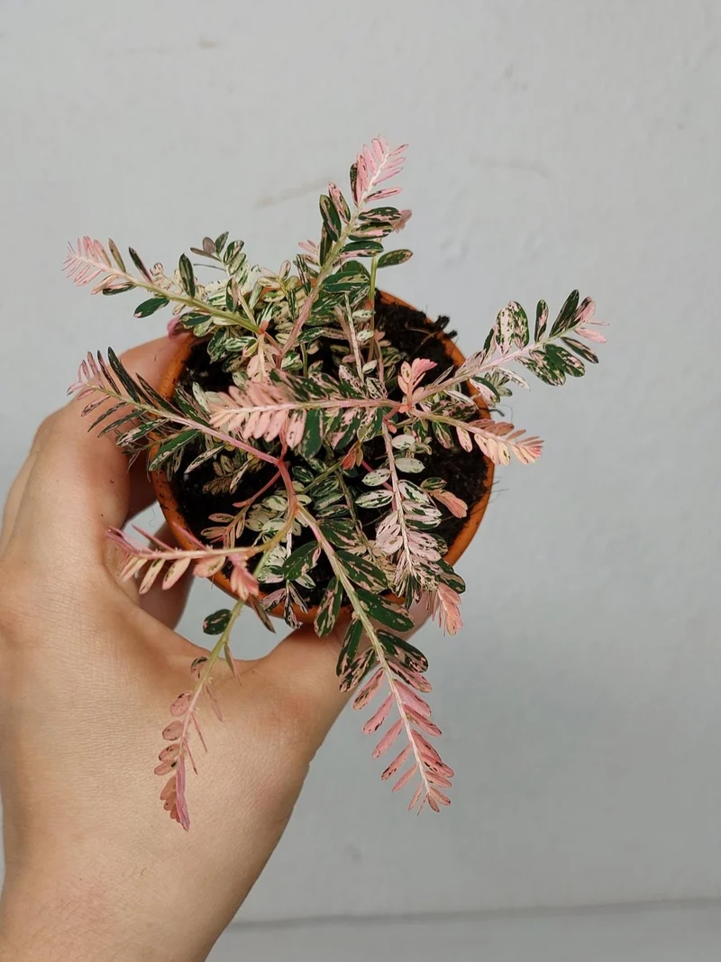 Phyllanthus Urinaria Pink Variegata buschig