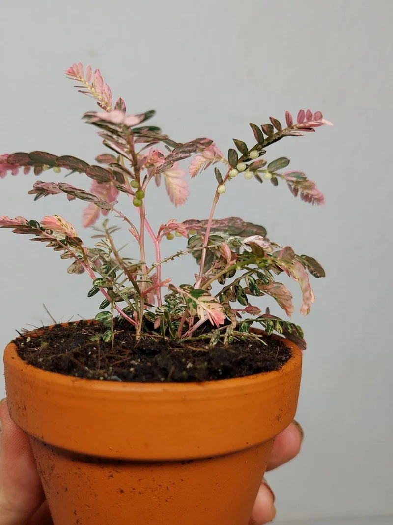 Phyllanthus Urinaria Pink Variegata buschig