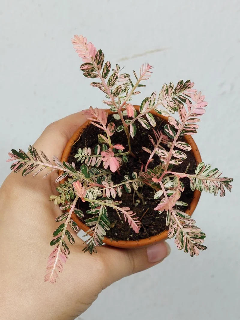 Phyllanthus Urinaria Pink Variegata buschig
