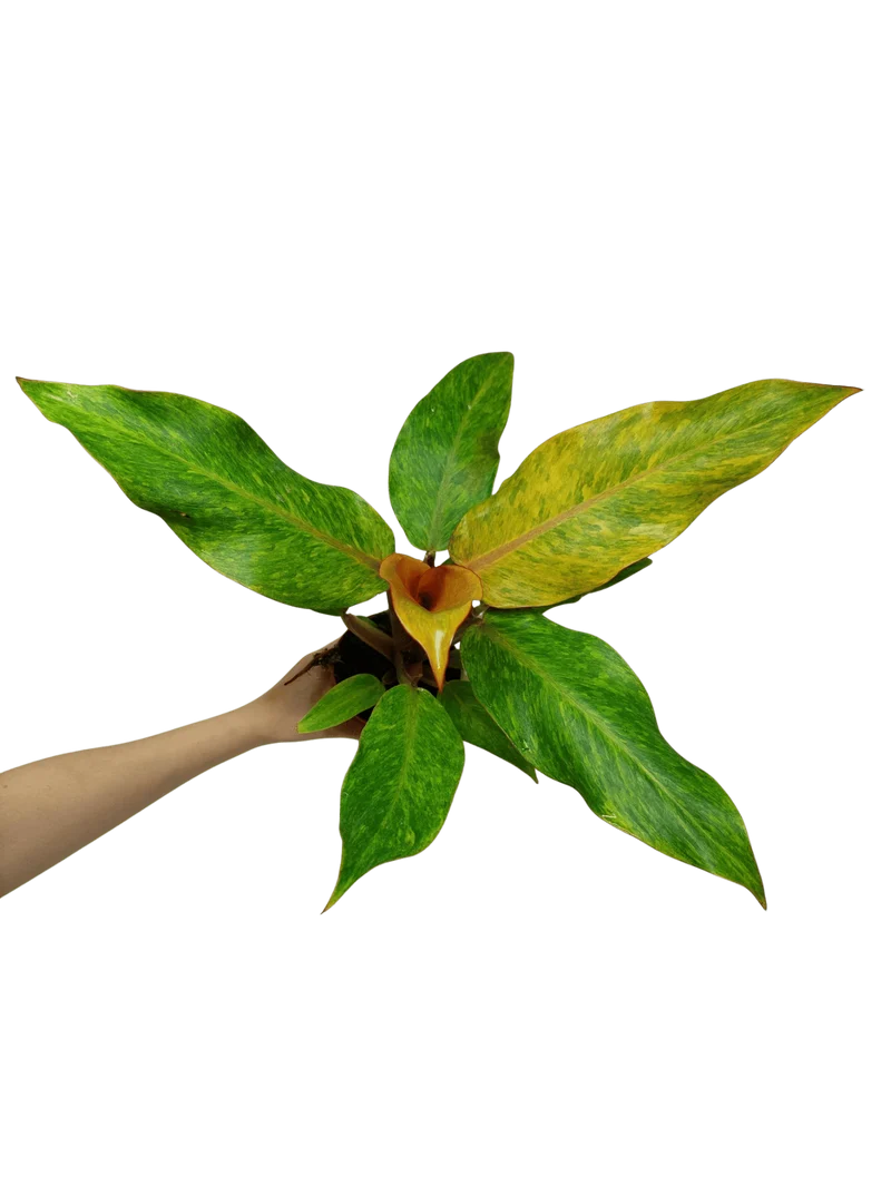 Philodendron Orange Marmalade