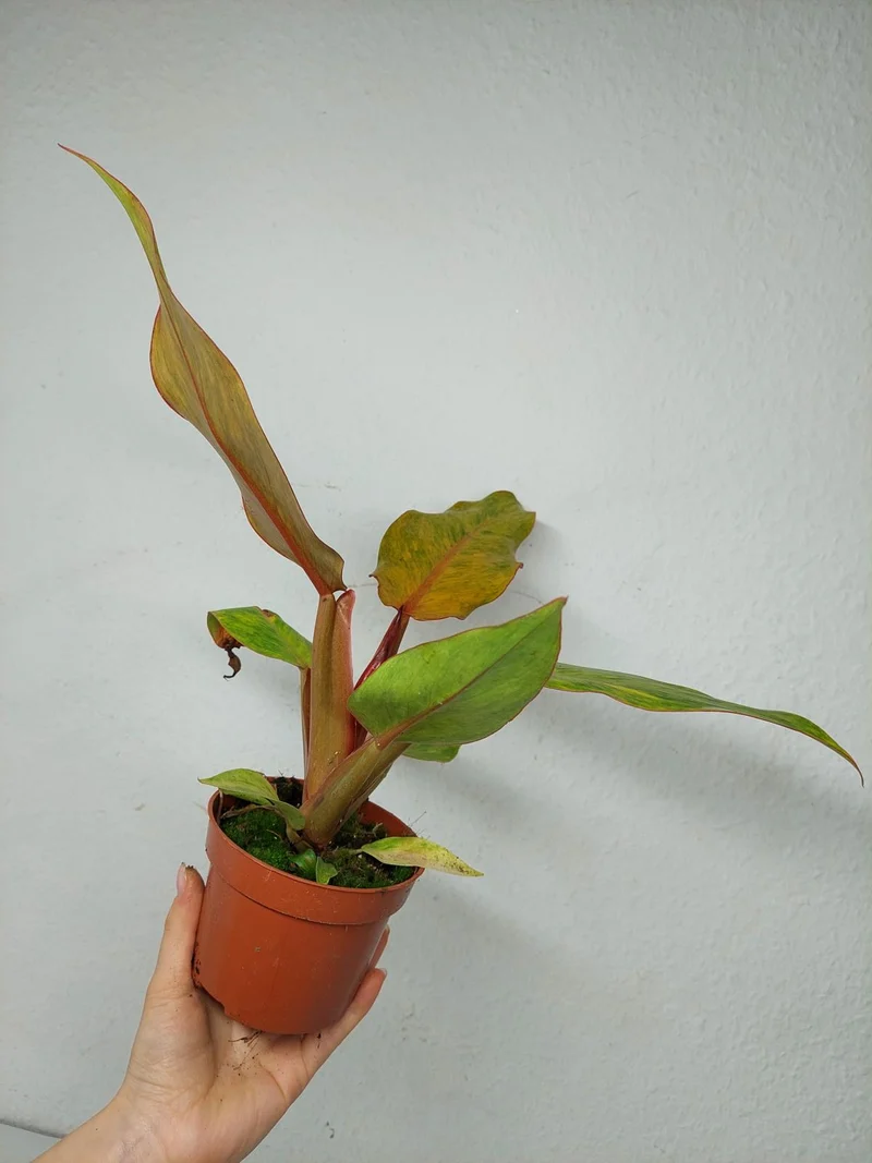 Philodendron Orange Marmalade