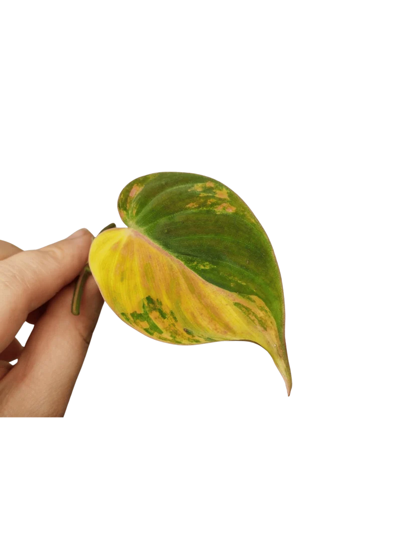 Philodendron Micans Aurea Steckling